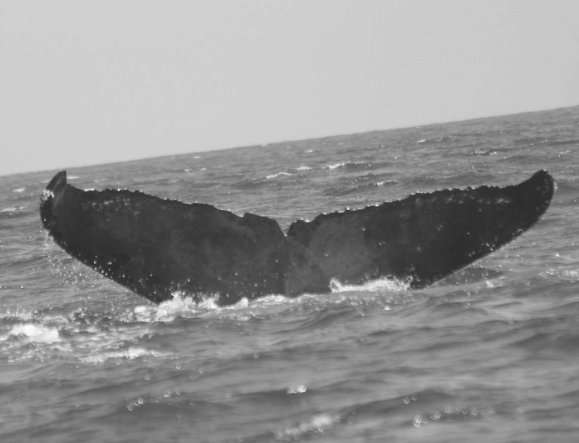 Fluke of CRC-20195