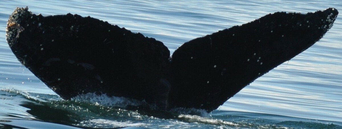 Fluke of CRC-17112