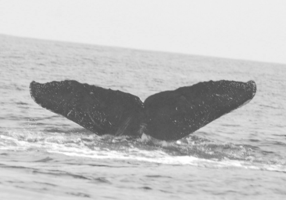 Fluke of CRC-11654