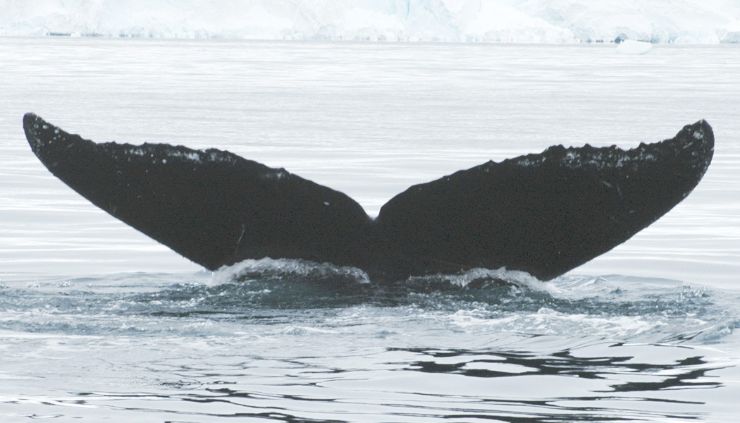 Fluke of Long Ranger (Antarctica)