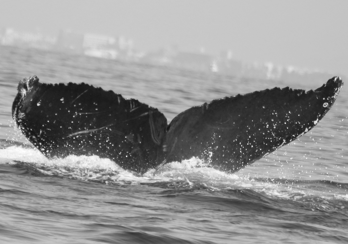 Fluke of FIBB-5BB623