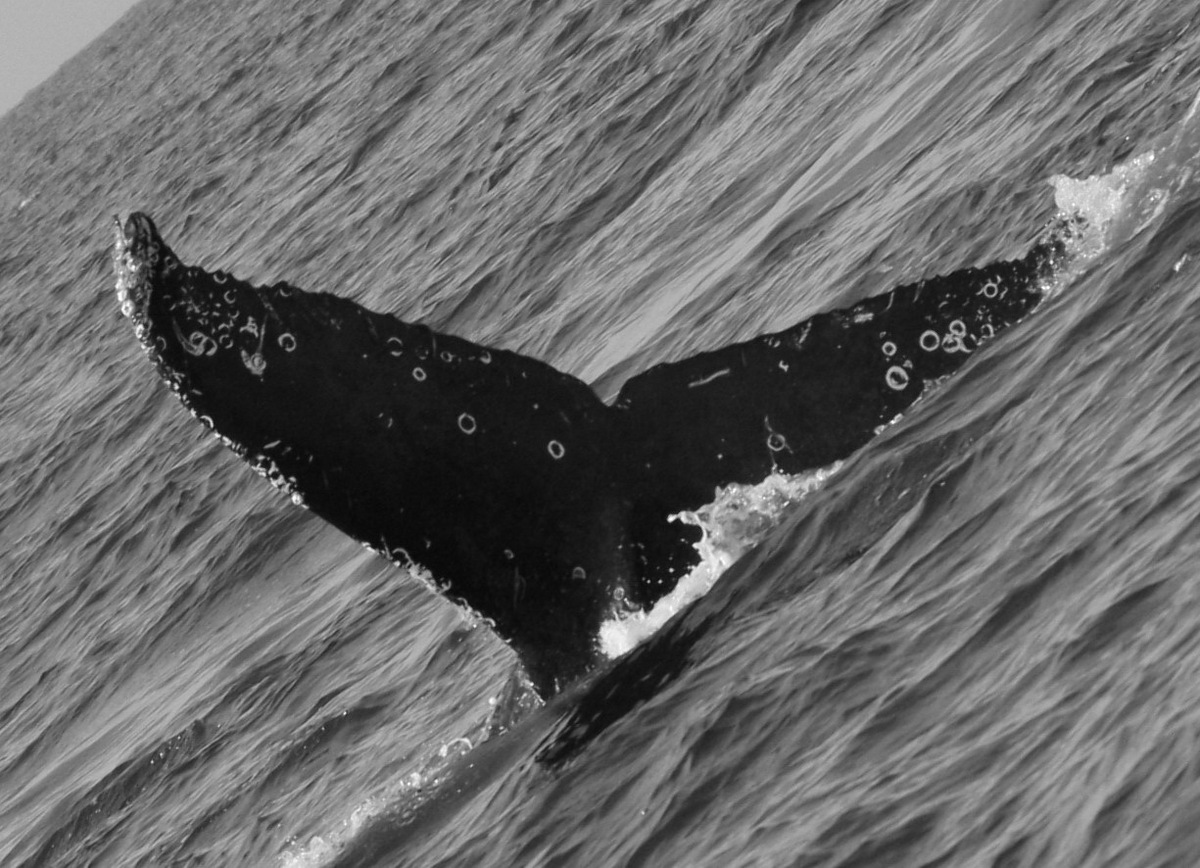 Fluke of FIBB-5BB610