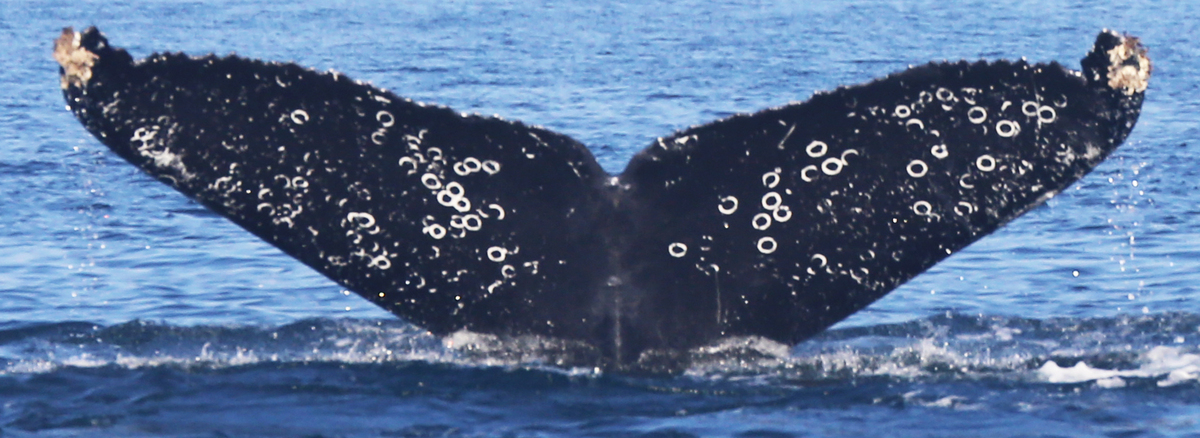 Fluke of CRC-11357