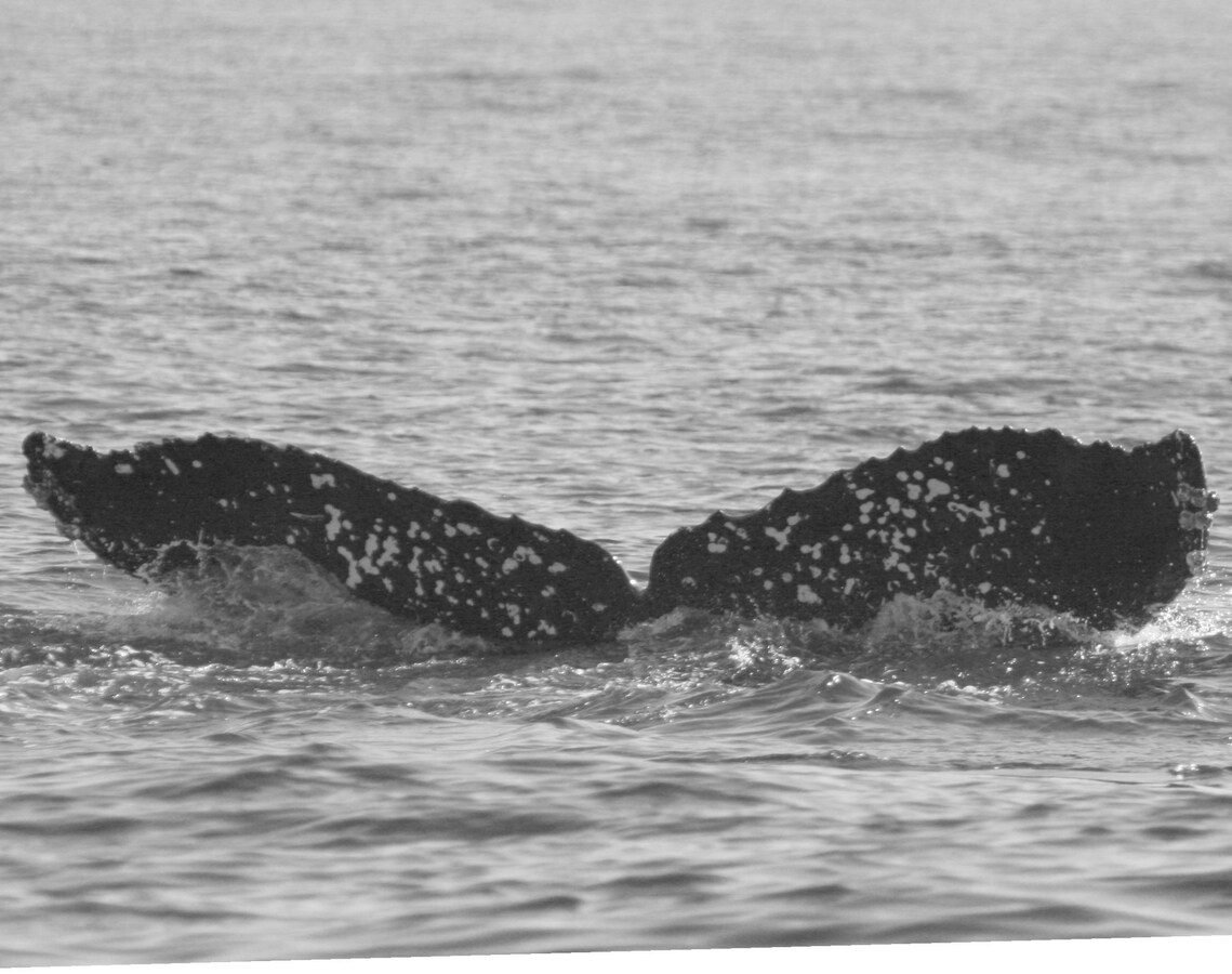 Fluke of CRC-21972