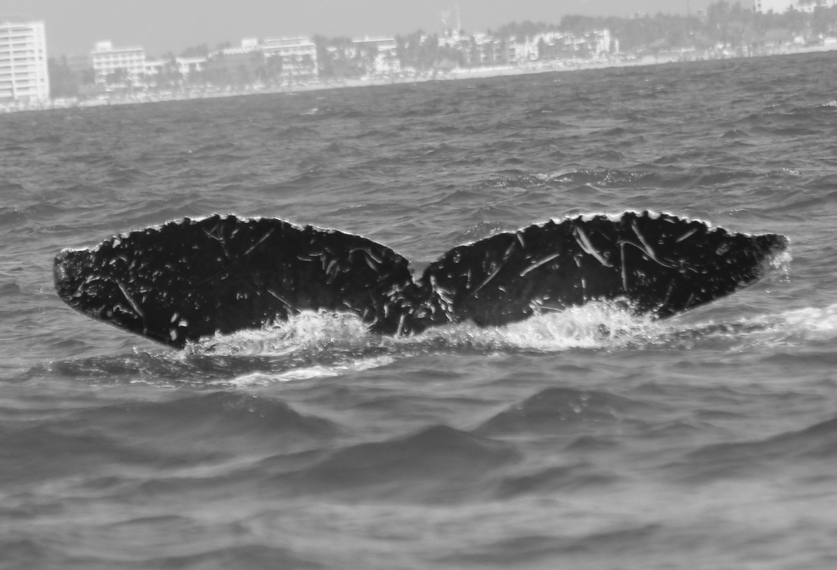Fluke of CRC-20378