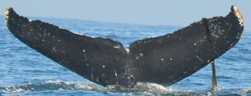 Fluke of CRC-13575