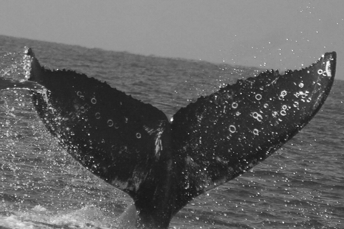 Fluke of FIBB-5BB508
