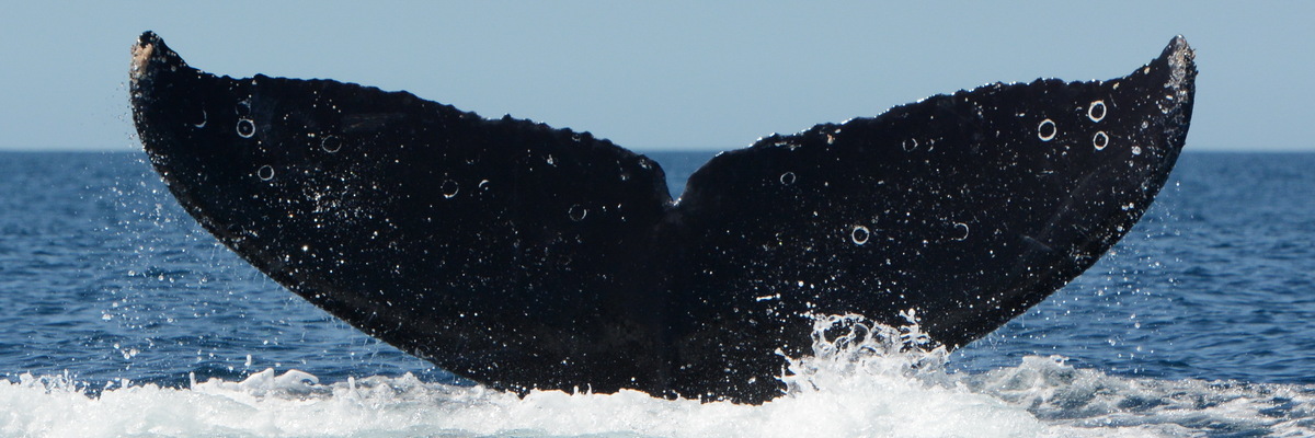 Fluke of CRC-21998