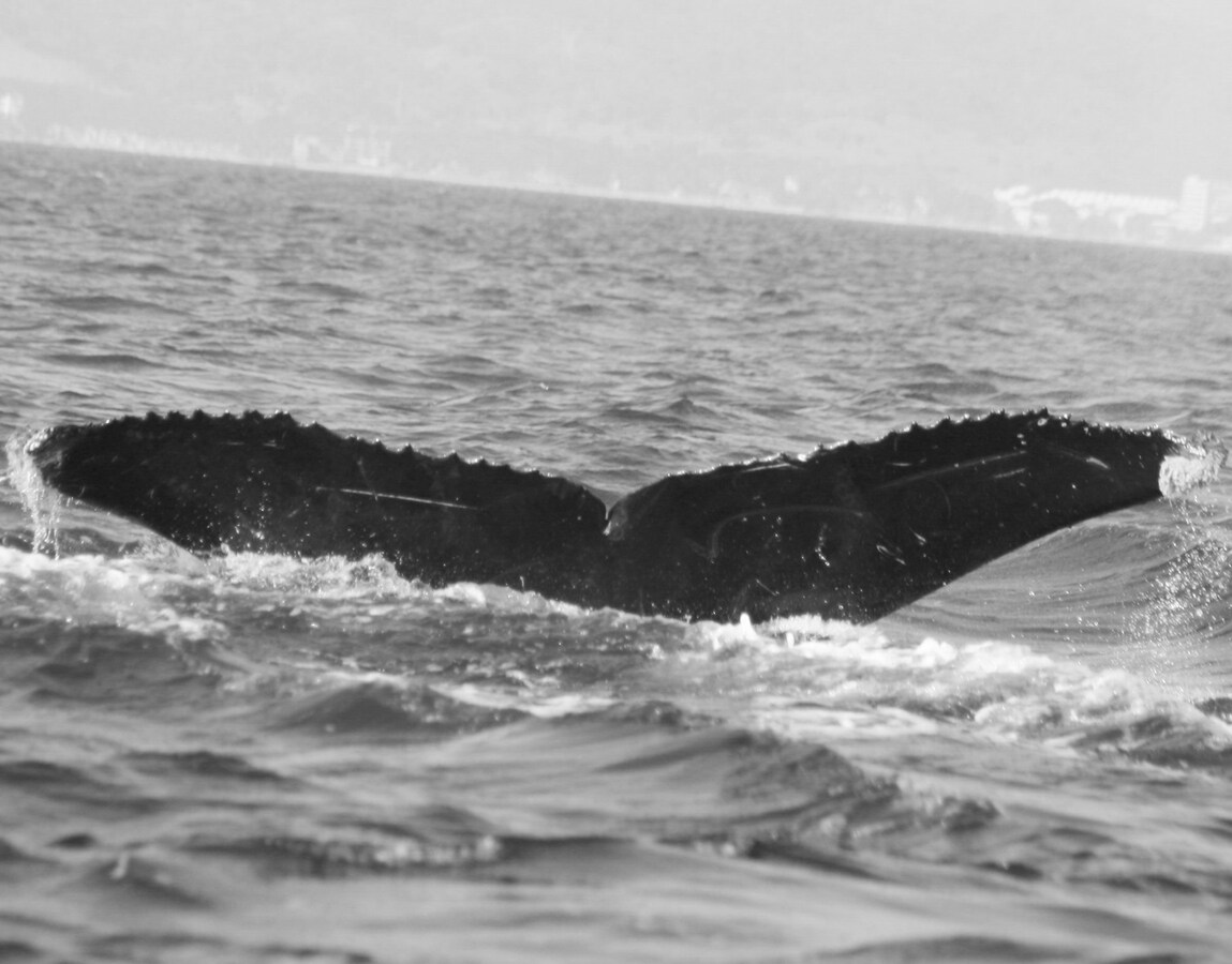 Fluke of CRC-11773