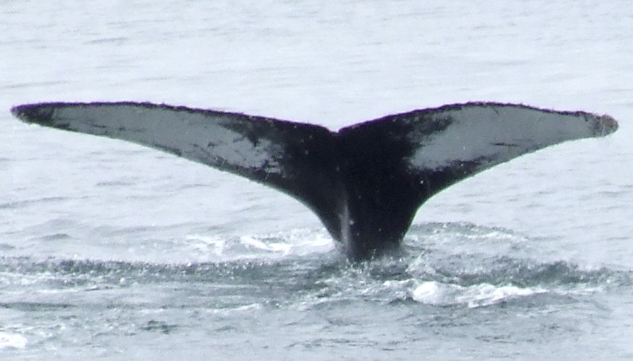 Fluke of AHWC-3268