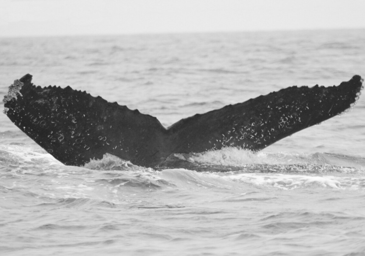 Fluke of FIBB-5BB487
