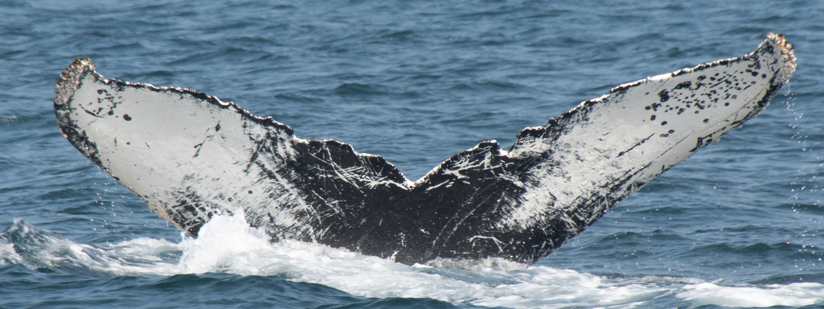 Fluke of CRC-11106