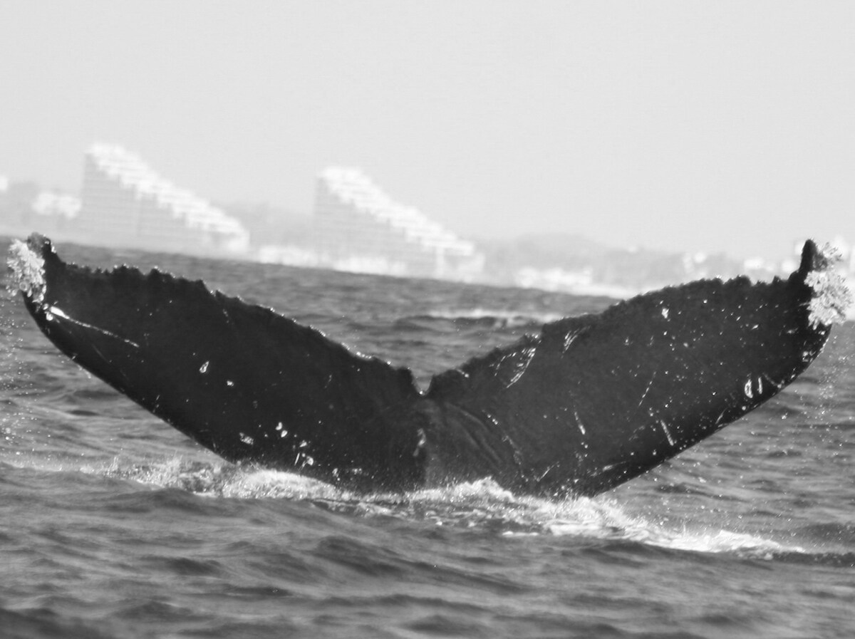 Fluke of FIBB-5BB463