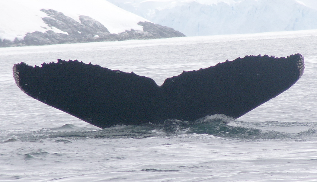 Fluke of AHWC-3271