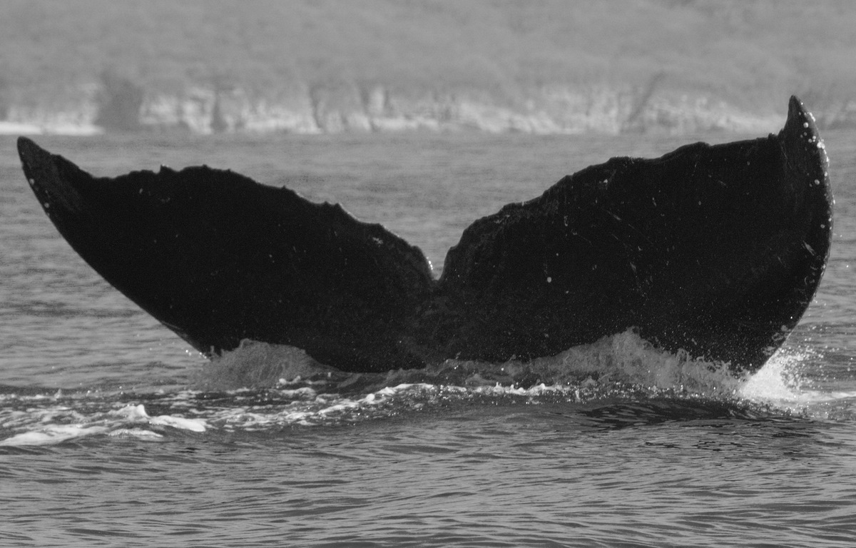 Fluke of CRC-11763