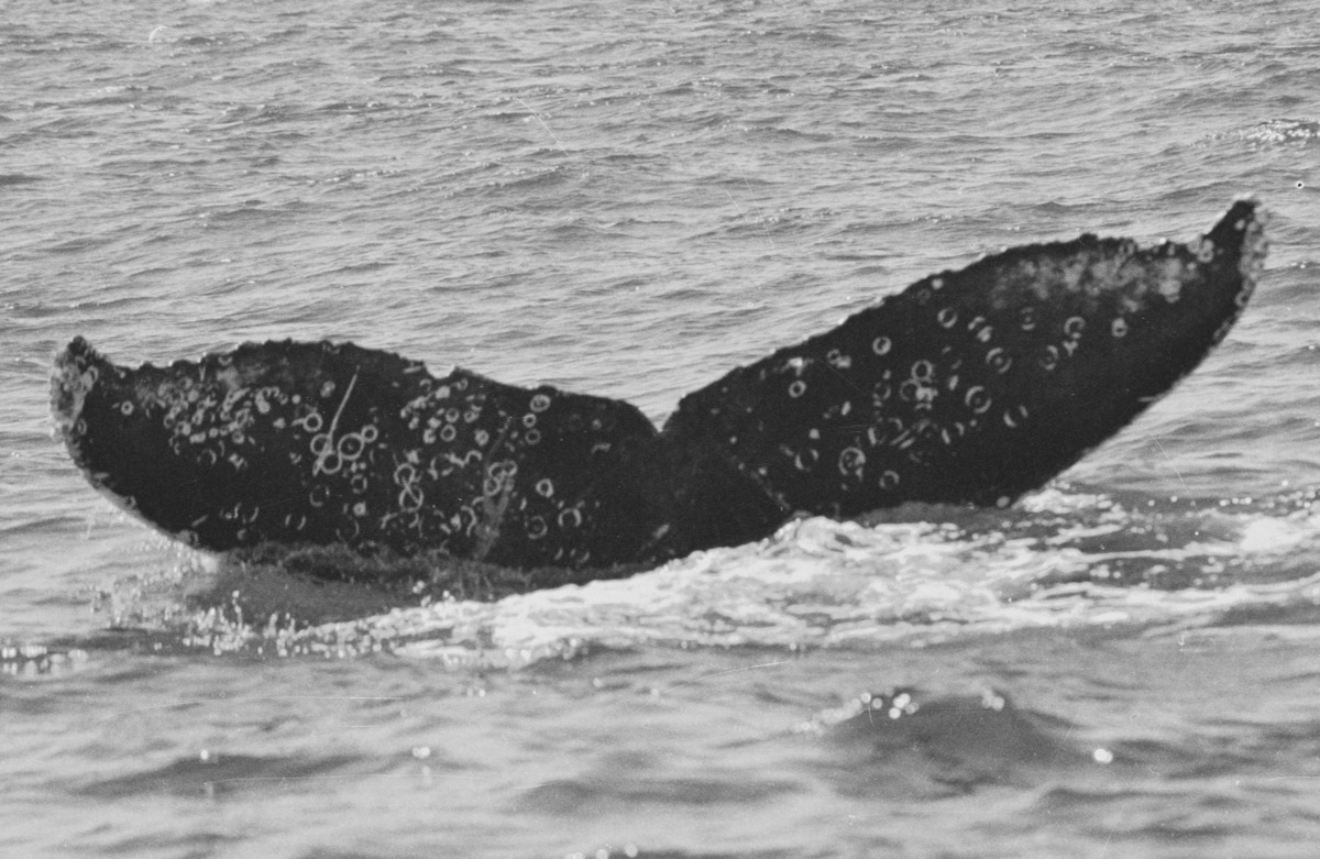 Fluke of FIBB-5BB208