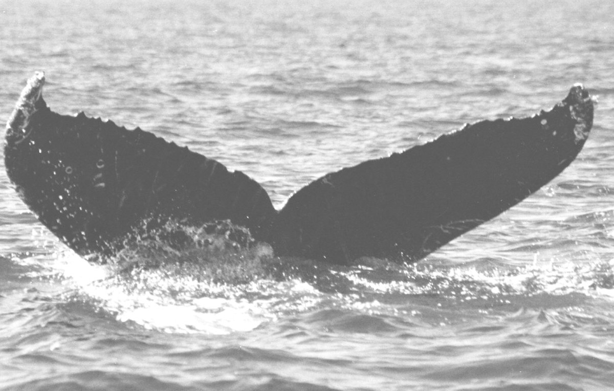 Fluke of CRC-10705