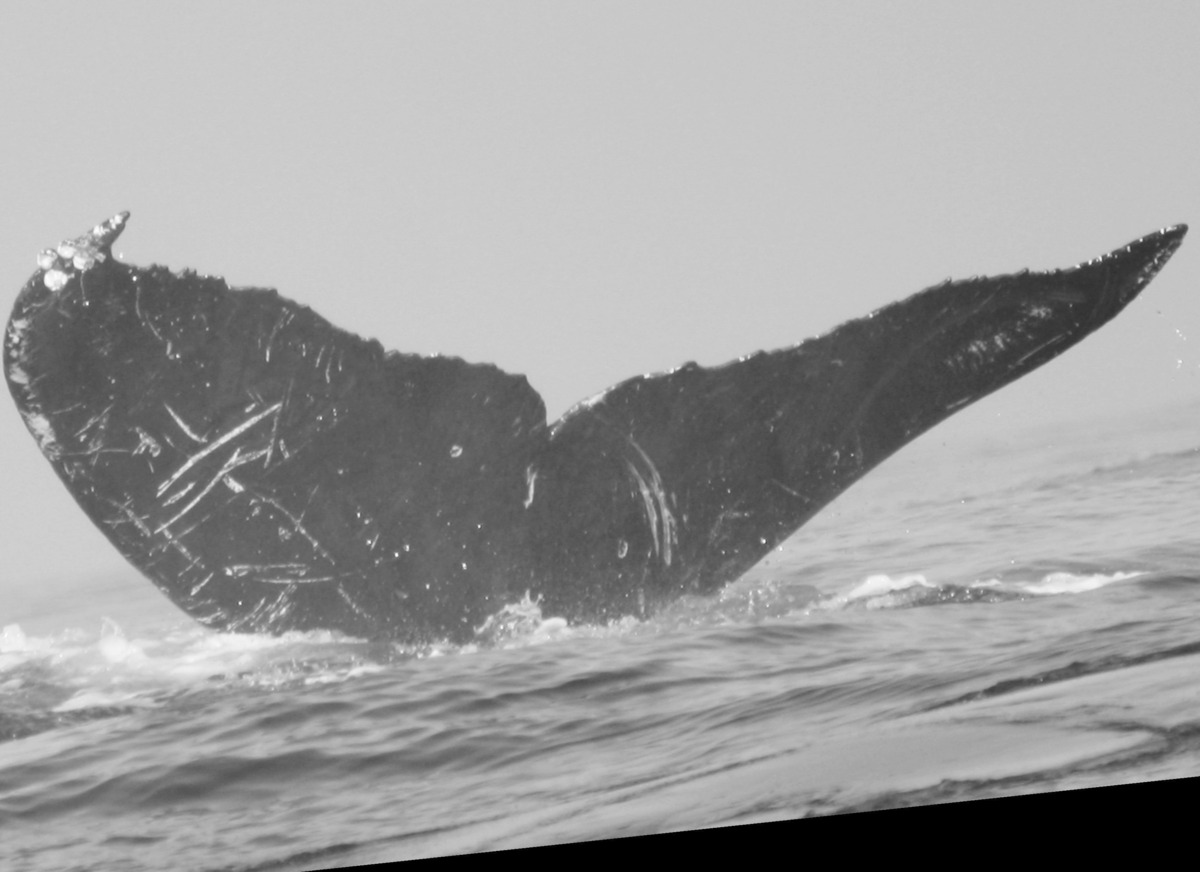 Fluke of CRC-13629
