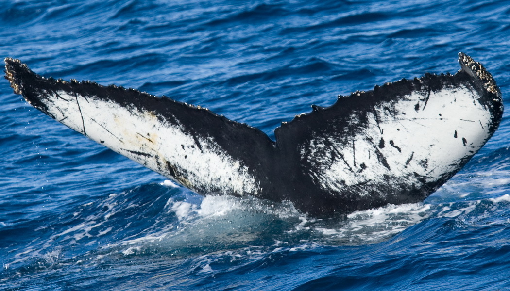 Fluke of AHWC-3327