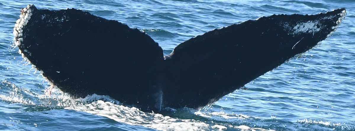 Fluke of Marianas (Salish Sea)