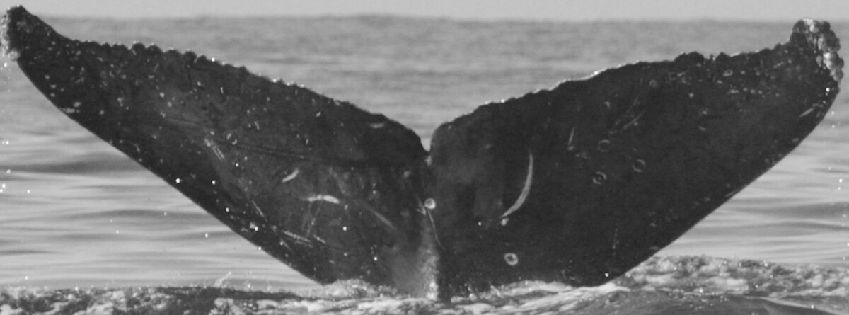 Fluke of Constellation (BC)