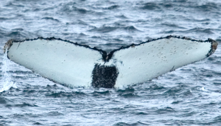 Fluke of AHWC-3328