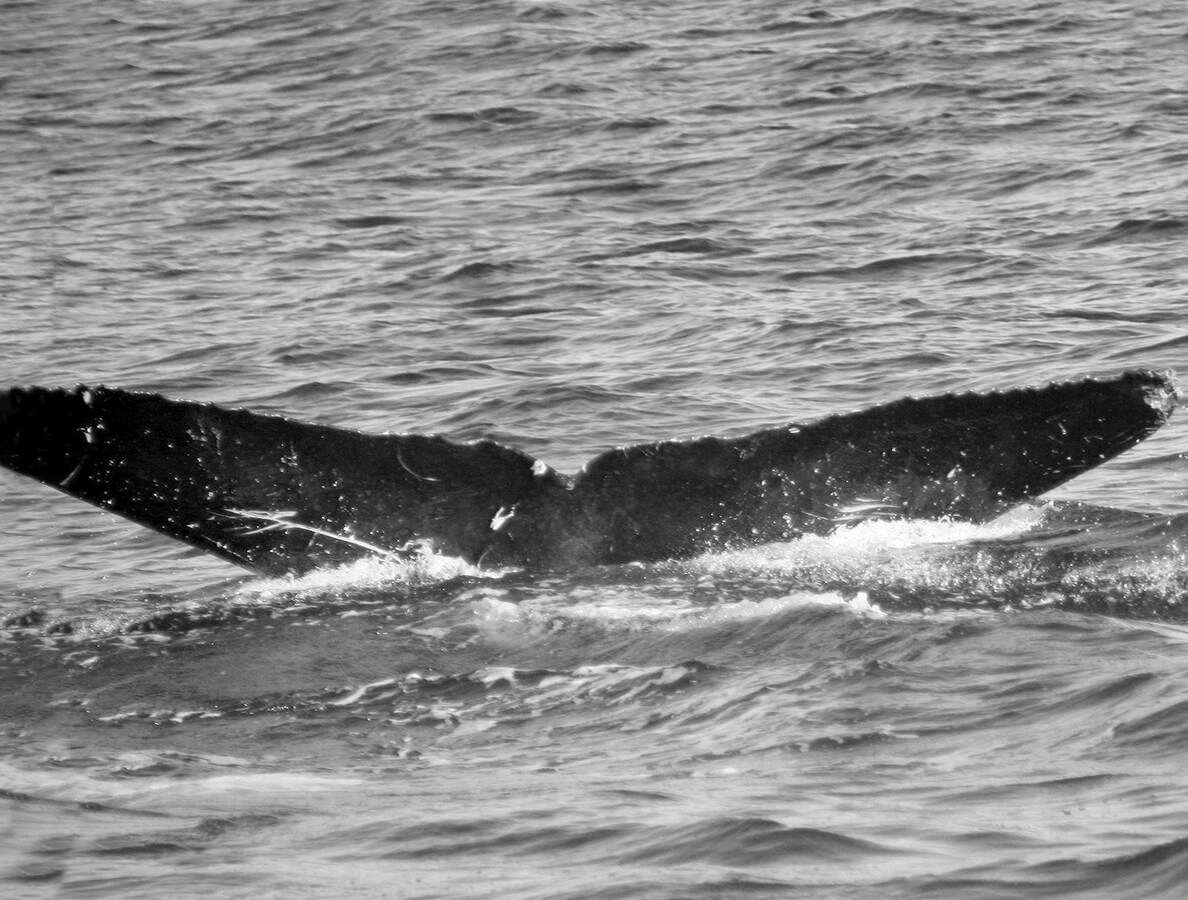 Fluke of FIBB-5BB404