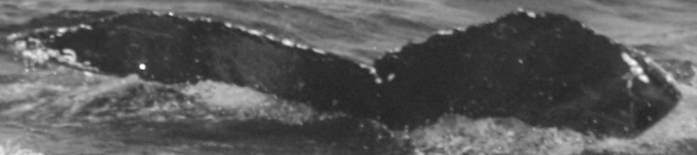 Fluke of CRC-10810