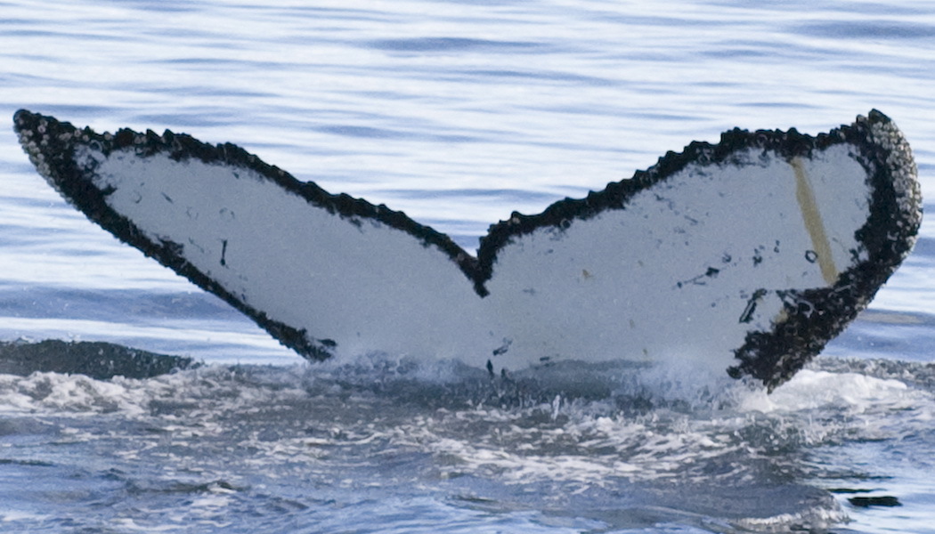 Fluke of AHWC-3363