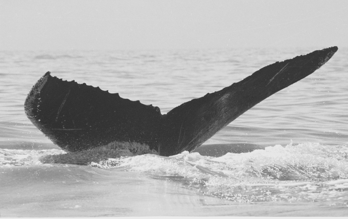 Fluke of CRC-10563