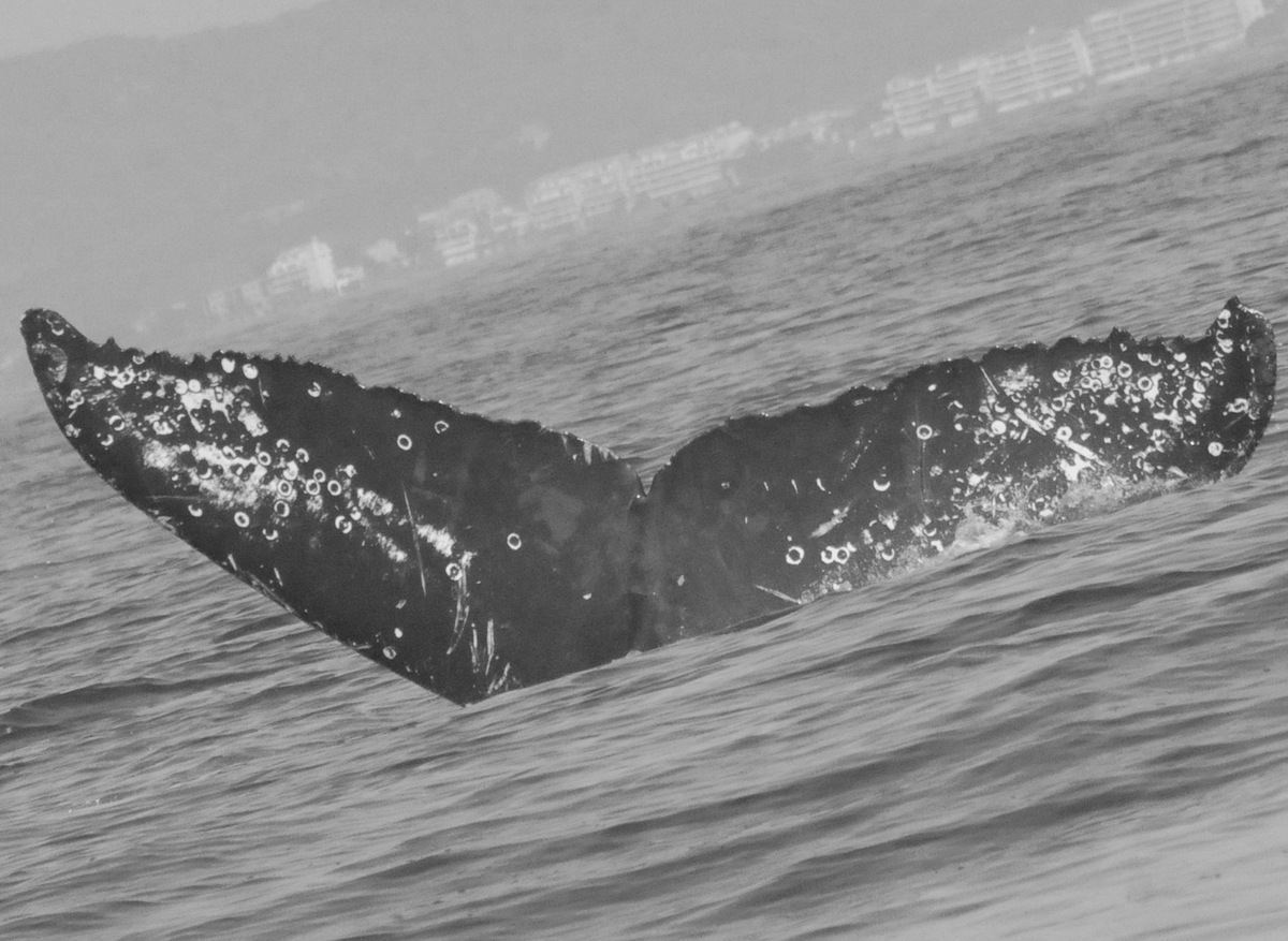 Fluke of Avalon (California)