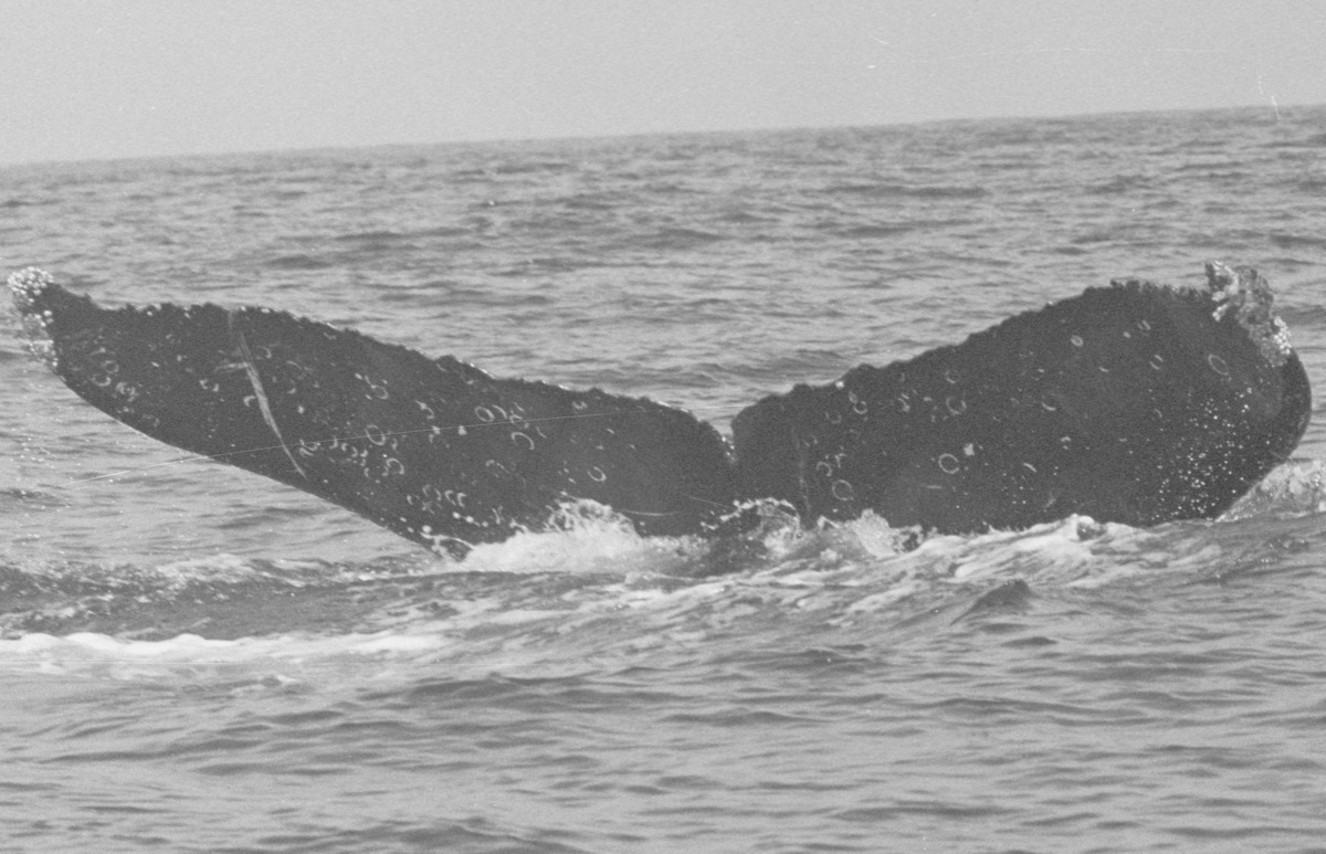 Fluke of FIBB-5BB296