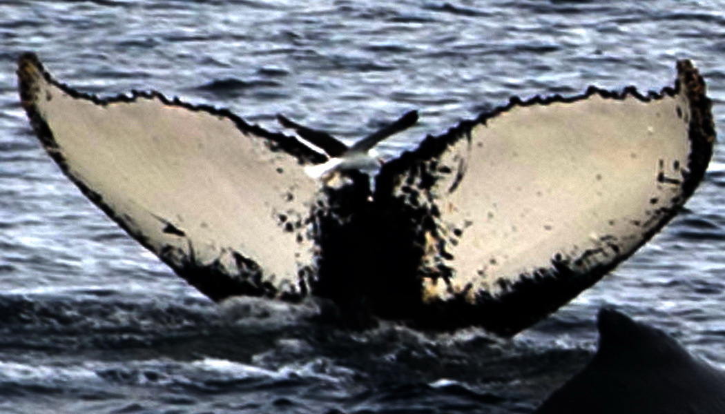 Fluke of AHWC-3522