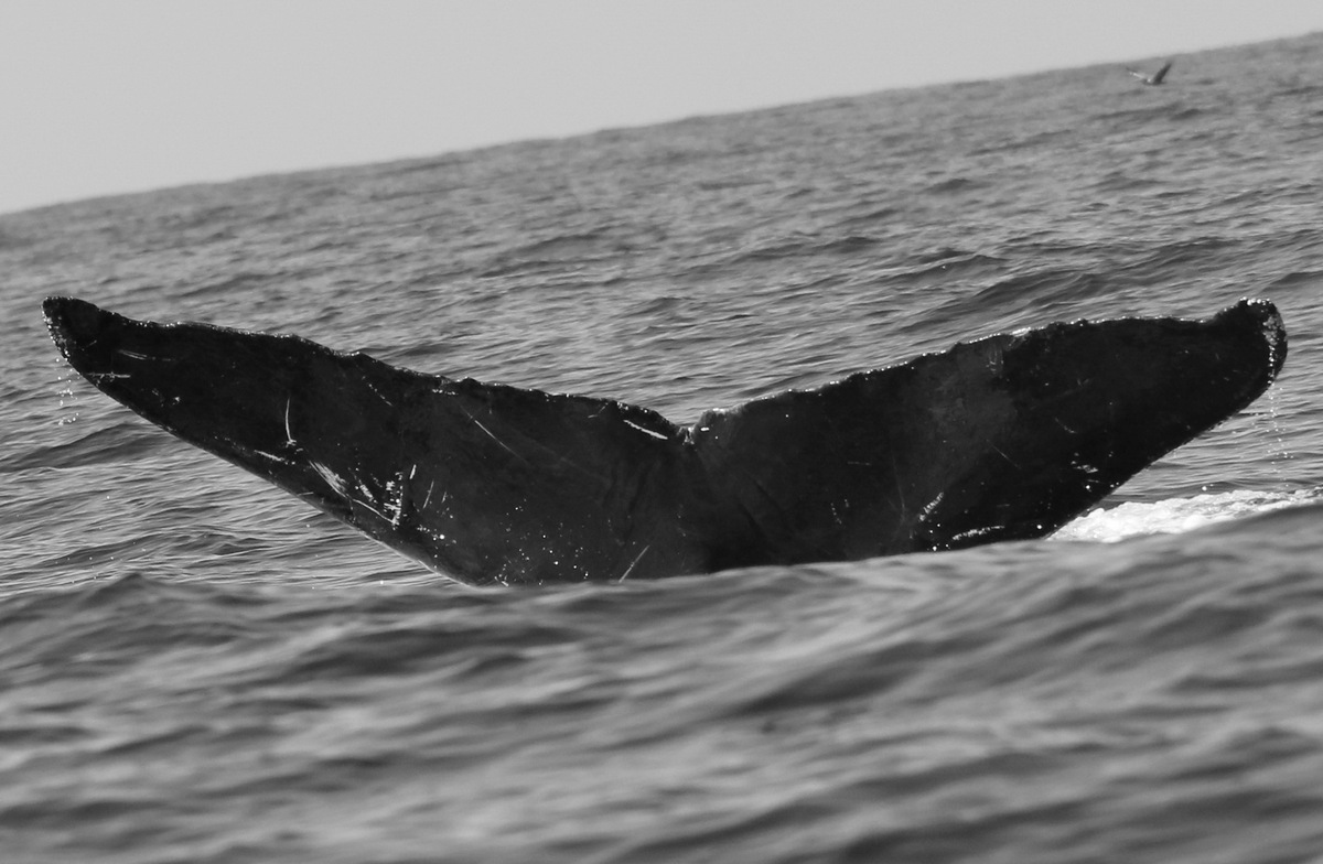 Fluke of CRC-14068