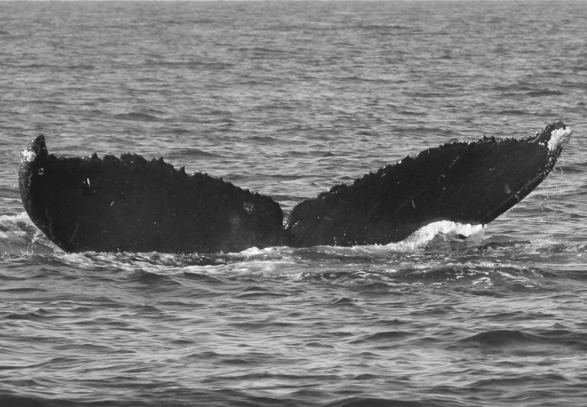 Fluke of CRC-11372