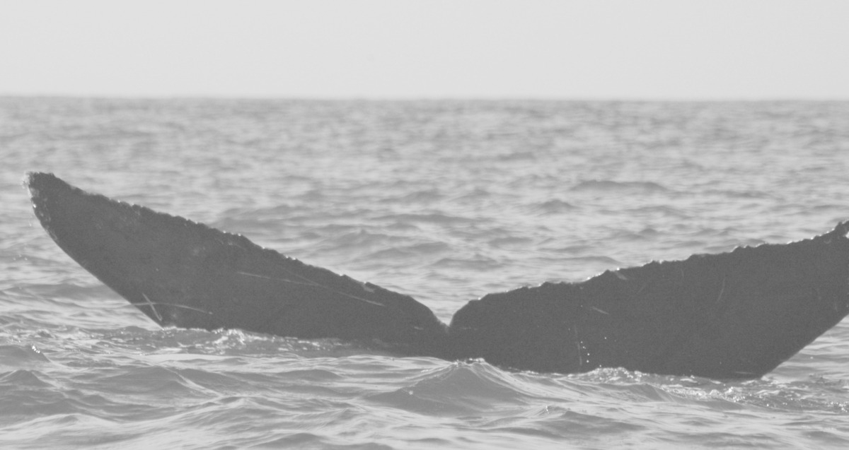 Fluke of CRC-12355