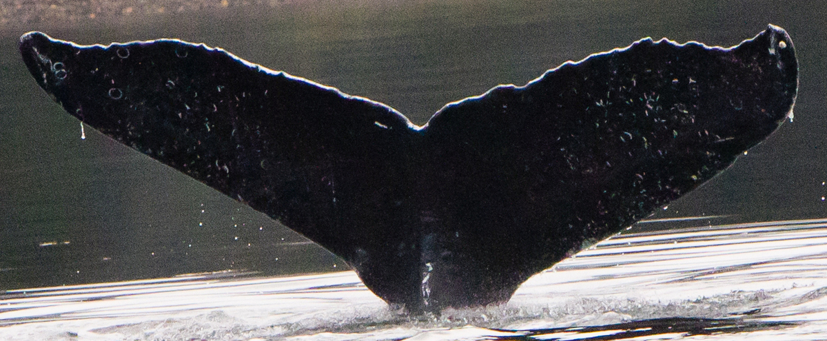 Fluke of SEAK-1426