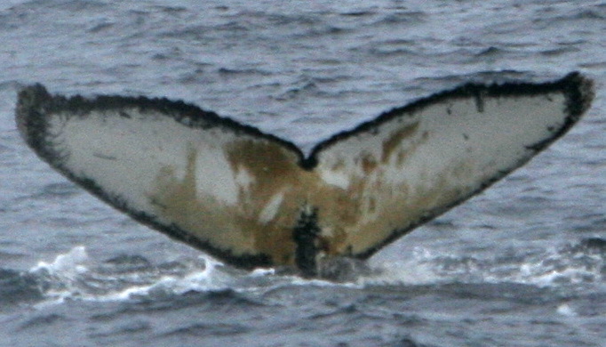 Fluke of AHWC-3528