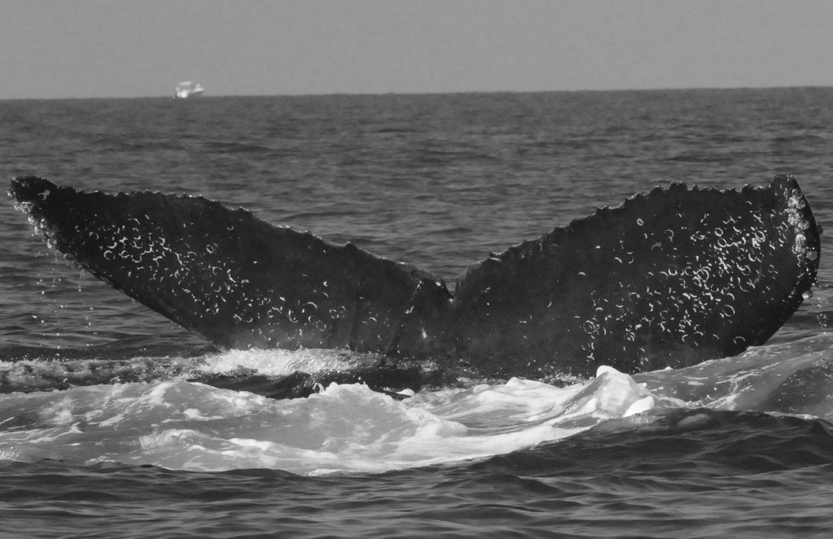 Fluke of CRC-17467