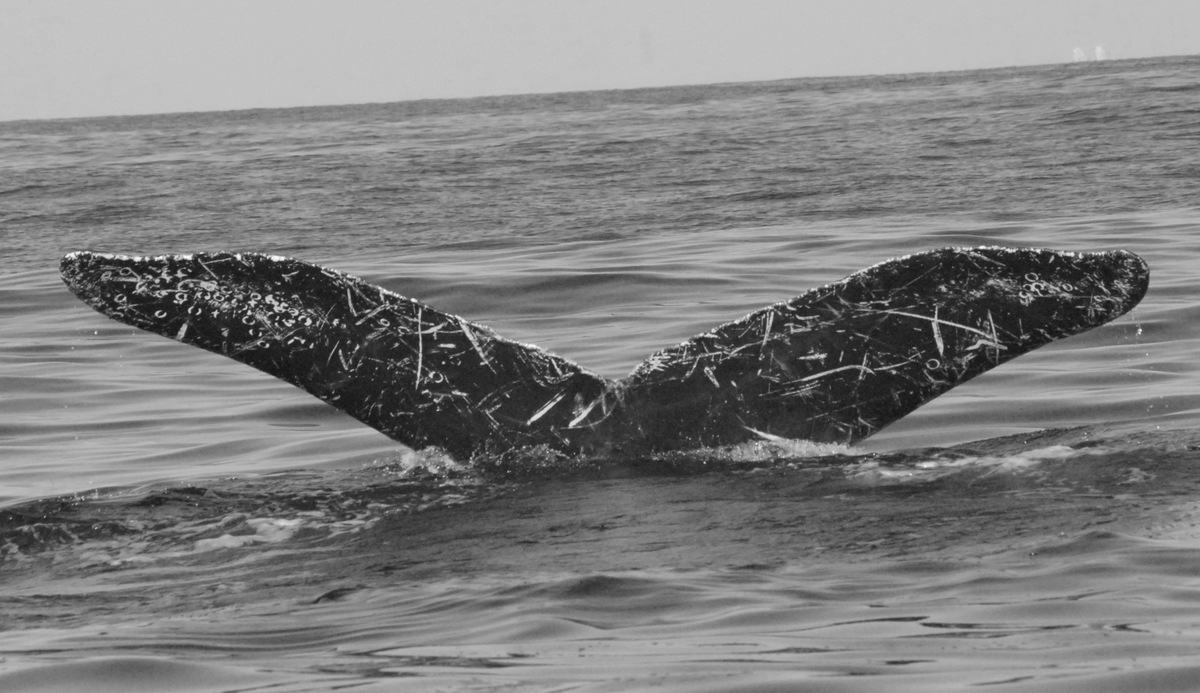 Fluke of CRC-13523