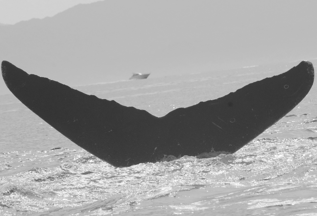 Fluke of CRC-10158