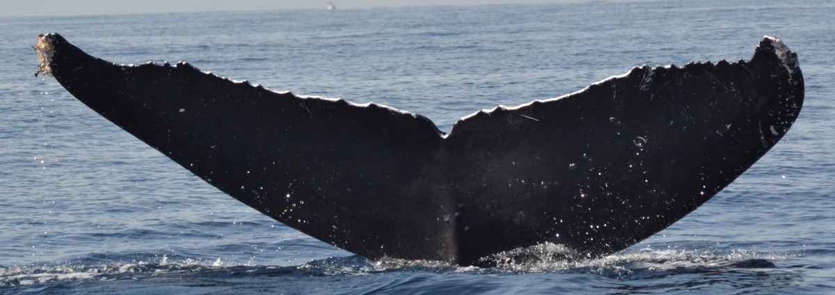 Fluke of CRC-11651
