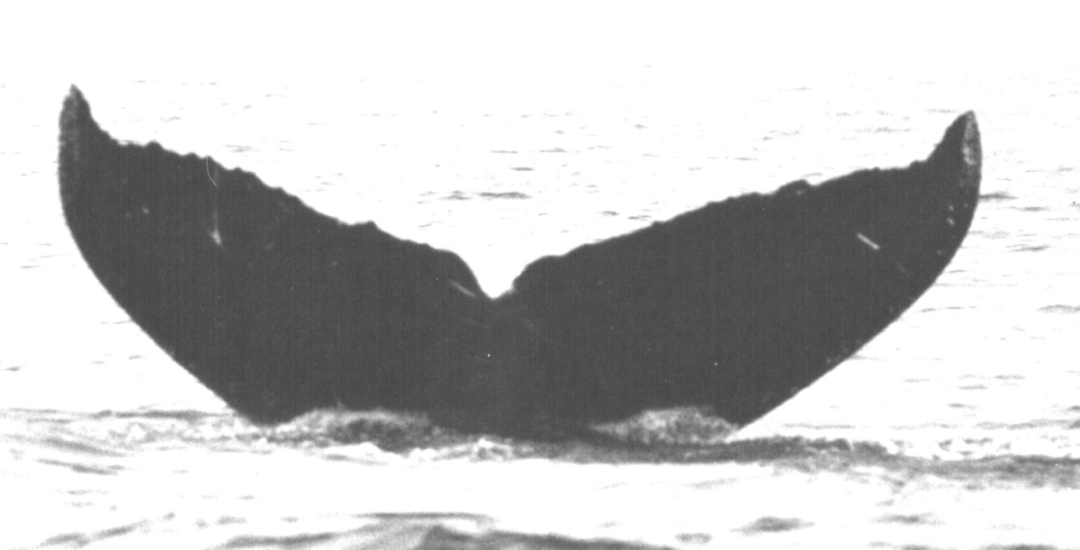 Fluke of CRC-10805