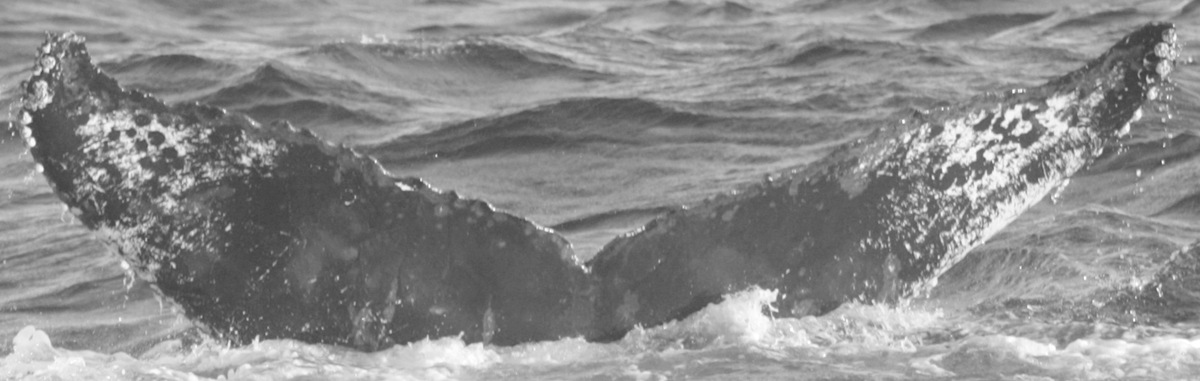 Fluke of CRC-10597