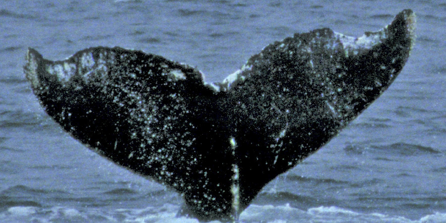 Fluke of Rubberlips aka Friendly Fred