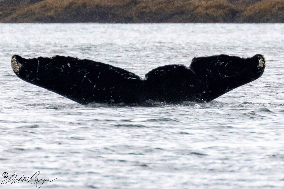 Fluke of Manta (Juneau)