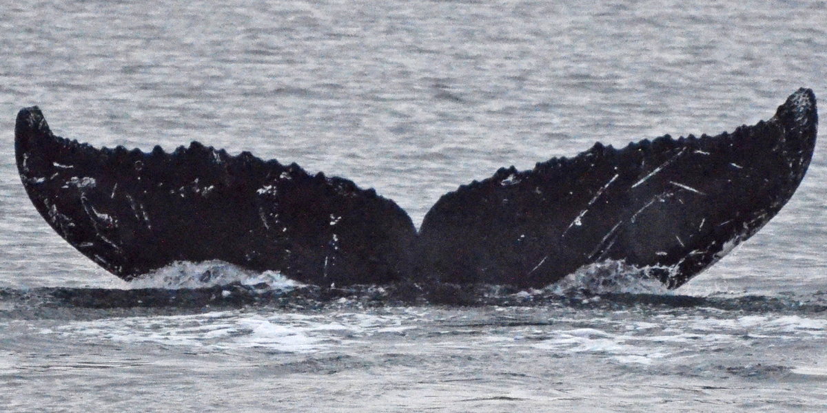 Fluke of Scuff (Juneau) aka Scratchy Girl (EOTW) or SandM (FS)