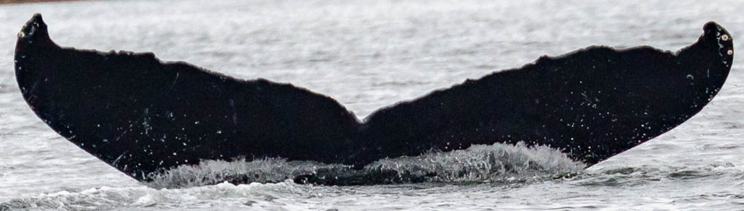Fluke of MommasBoy aka Waihona (FS) aka Heart (Juneau)