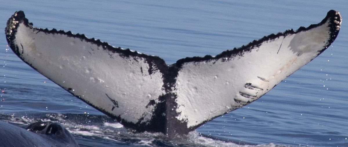 Fluke of Rakes (Juneau)