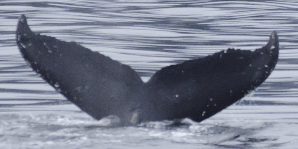 Fluke of Nakalele (FS)